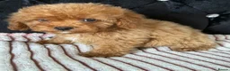Maltipoo dogs for sale: Beautiful Maltipoo Puppies – Ready NOW - Advert 10
