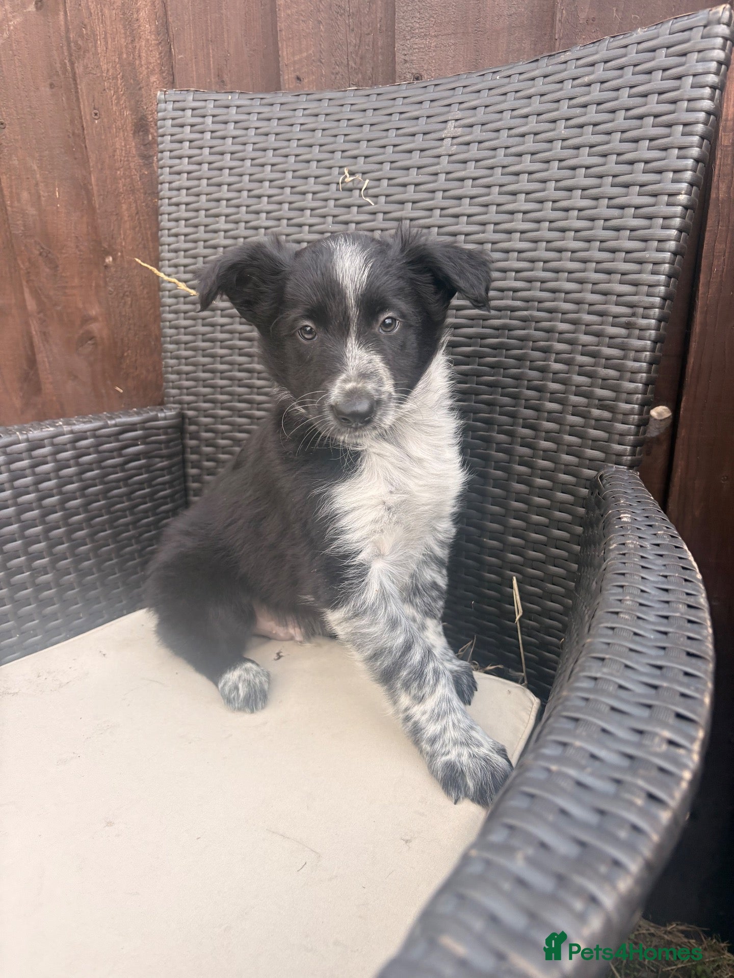 Border Collie dogs ⭐️1 beautiful border collie puppy left ⭐️ - Advert 2