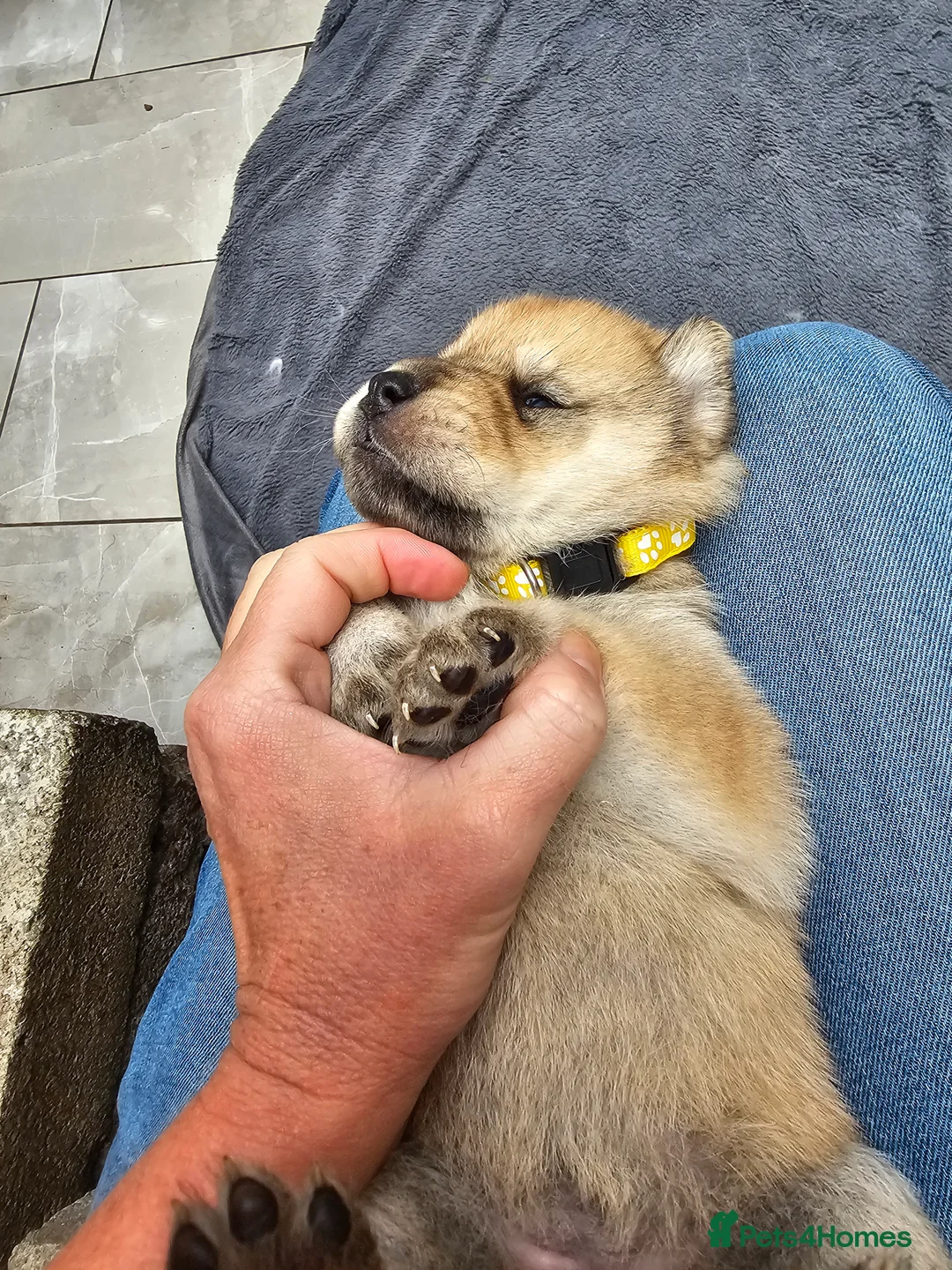 Mixed Breed dogs for sale: Last 3  pupies now £600 Chow Chow dad husky mum - Advert 24