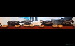 Dobermann dogs for sale: Beautiful Doberman puppies 3 boys 3 girls for sale - Image 6