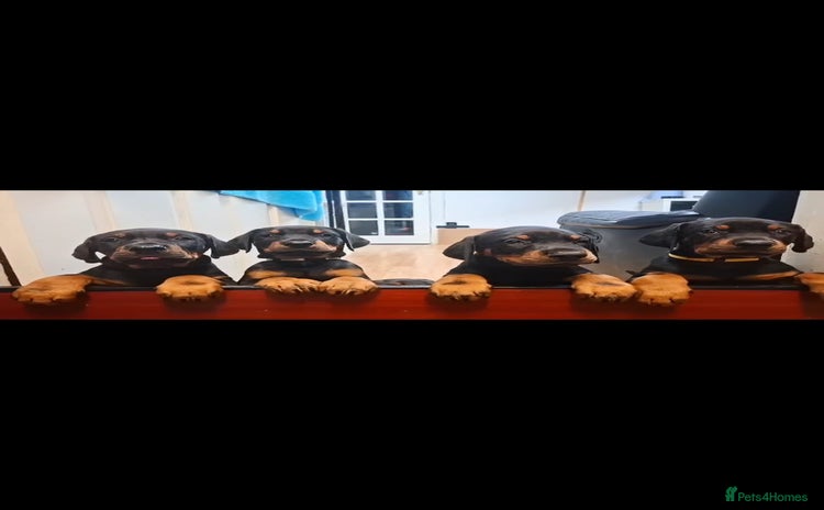 Dobermann dogs - Advert 1