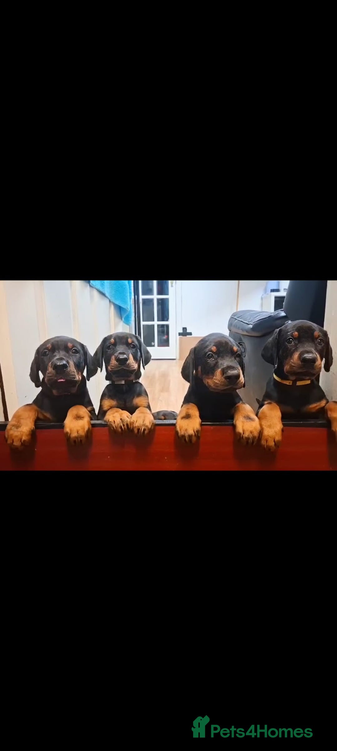 Dobermann dogs for sale: Beautiful Doberman puppies 3 boys 3 girls for sale - Image 6