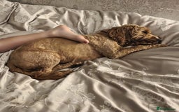 Cockapoo dogs for sale: Lovely cockapoo 1 and half year old - Image 4