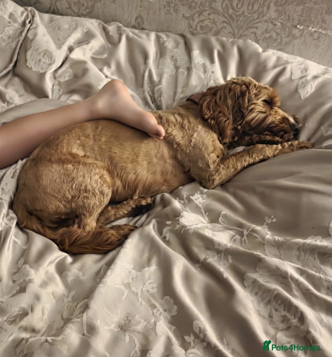 Cockapoo dogs for sale: Lovely cockapoo 1 and half year old - Image 4