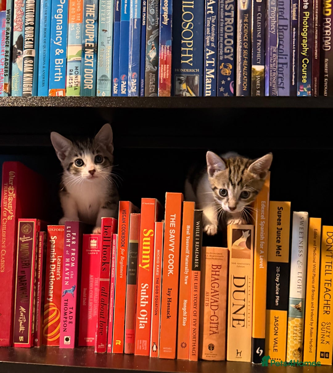 Domestic Shorthair cats for sale: Family-Raised Kittens, Friendly, Playful Ready Now - Image 8