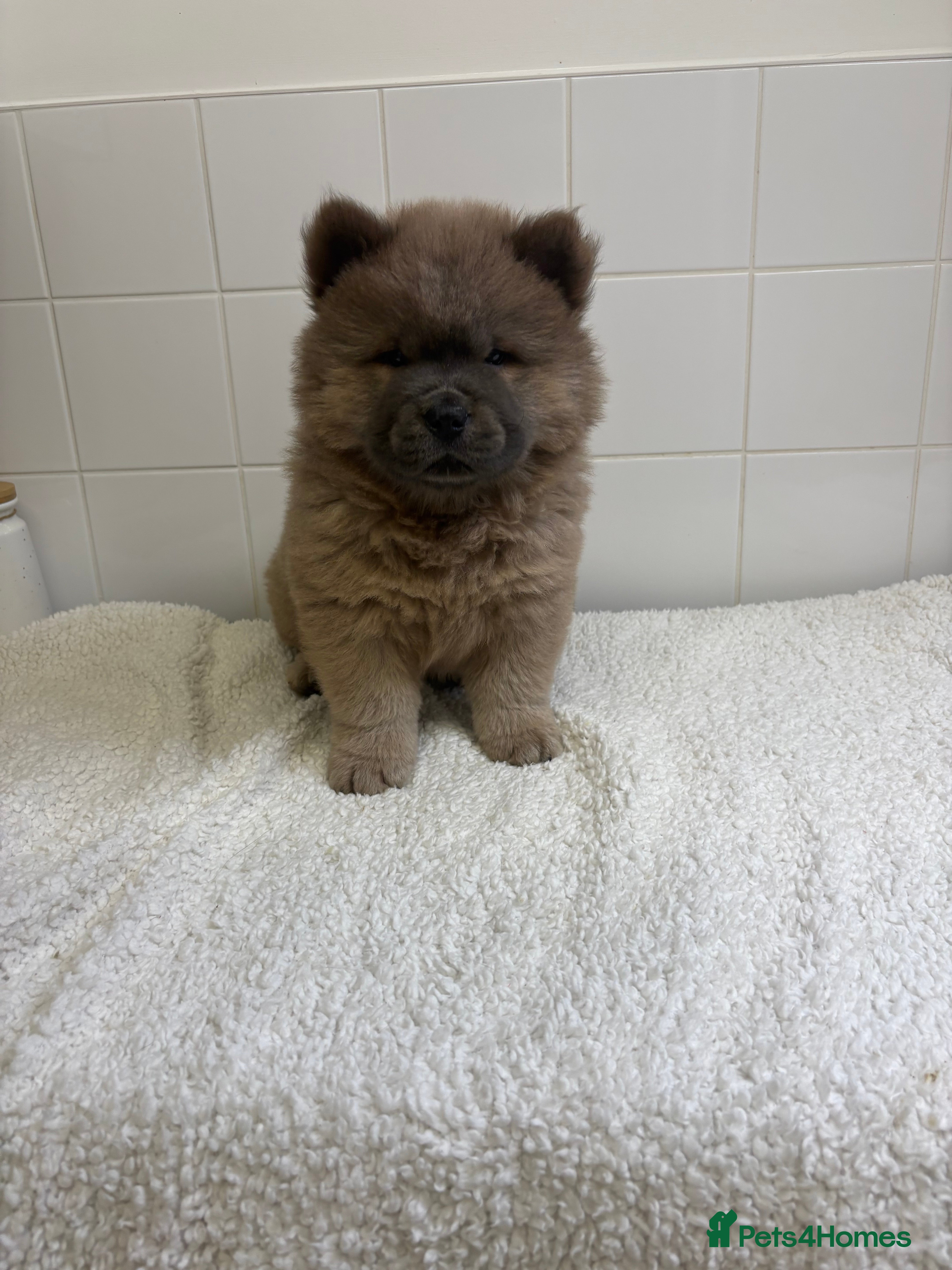Chow Chow dogs READY TO GO!! VIEWING THESE LAST 2 PUPS ARE A MUST - Advert 2