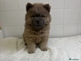 Chow Chow dogs READY TO GO!! VIEWING THESE LAST 2 PUPS ARE A MUST - Advert 2