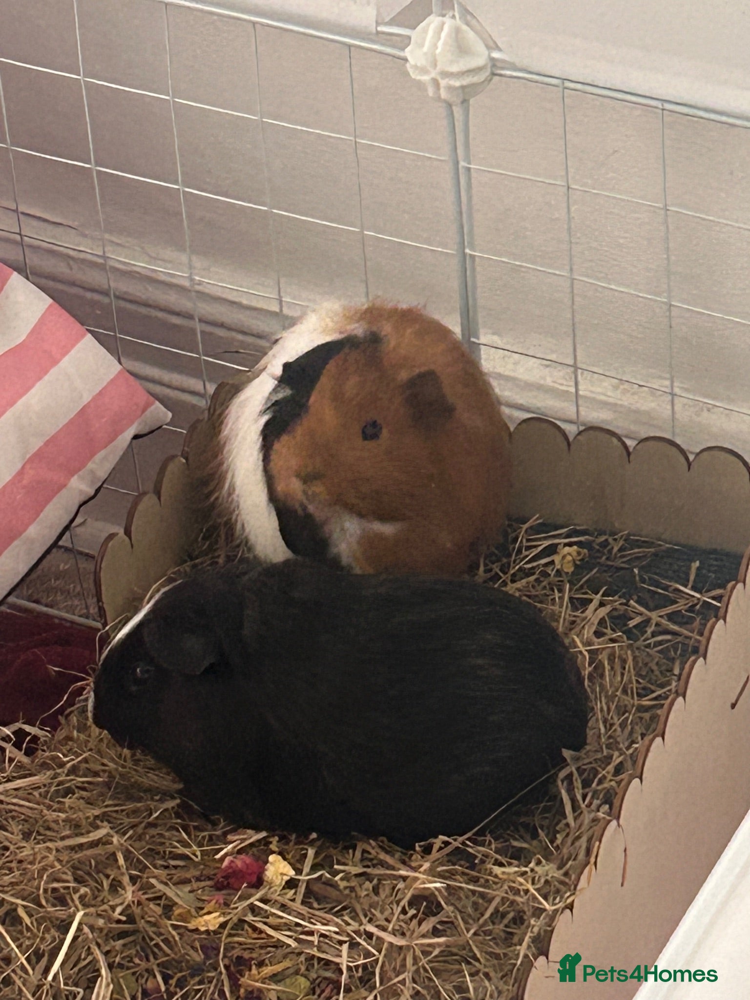 Guinea Pig rodents two boar guinea pigs: gizmo & sheldon  - Advert 4