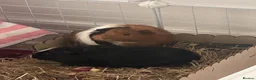 Guinea Pig rodents for sale: two boar guinea pigs: gizmo & sheldon  - Advert 1
