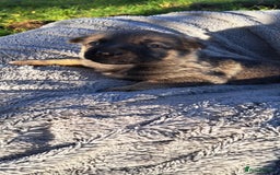 German Shepherd dogs for sale: German Shepherd poppers - Image 20