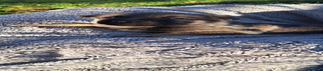 German Shepherd Puppy 5