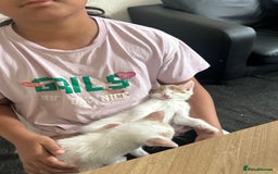 Domestic Shorthair cats for sale: 5 kittens 1 mother - Image 3