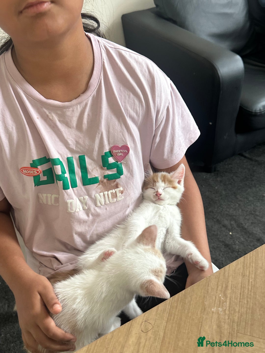 Domestic Shorthair cats for sale: 5 kittens 1 mother - Image 3