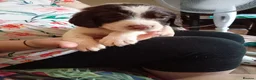 English Springer Spaniel dogs for sale: Ready now english Springer spaniels - Advert 14