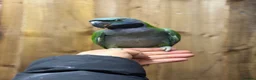 Parrots birds for sale: Lord Darbyan parrot  - Advert 3