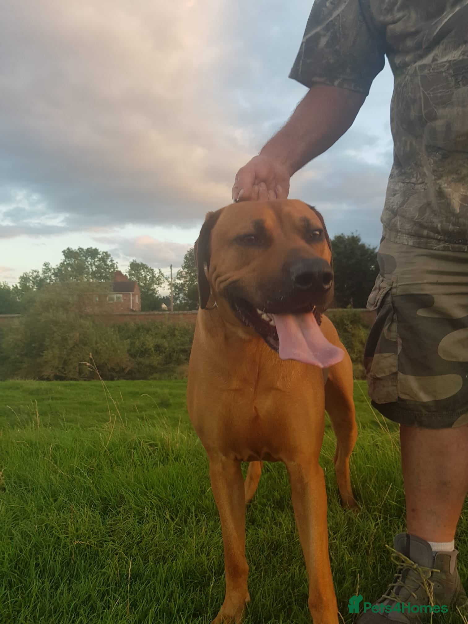 Rhodesian Ridgeback dogs Champion Bloodline Experienced Ridgeback Stud - Advert 3