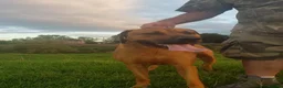 Rhodesian Ridgeback dogs for stud: Champion Bloodline Experienced Ridgeback Stud - Advert 1