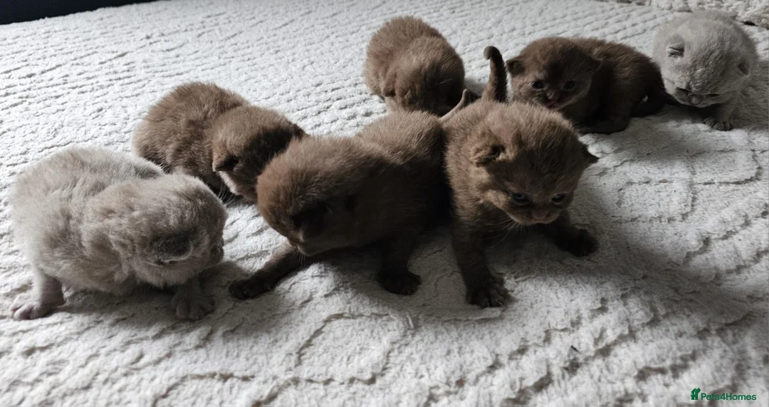 British Shorthair cats for sale: 🌟 Premium British Shorthair Kittens Available! 🌟 - Advert 3