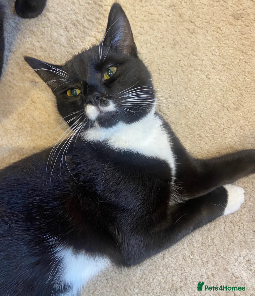 British Shorthair cats for sale: Loving young cats ready for their forever homes - Advert 7