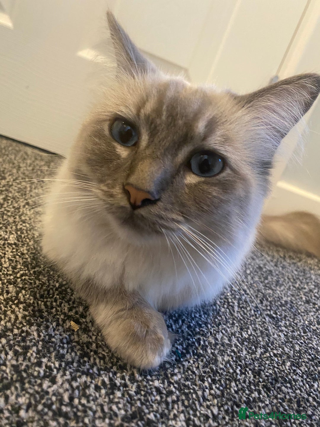 Ragdoll cats for sale: Lovely Ragdoll boy looking for forever home  - Advert 8