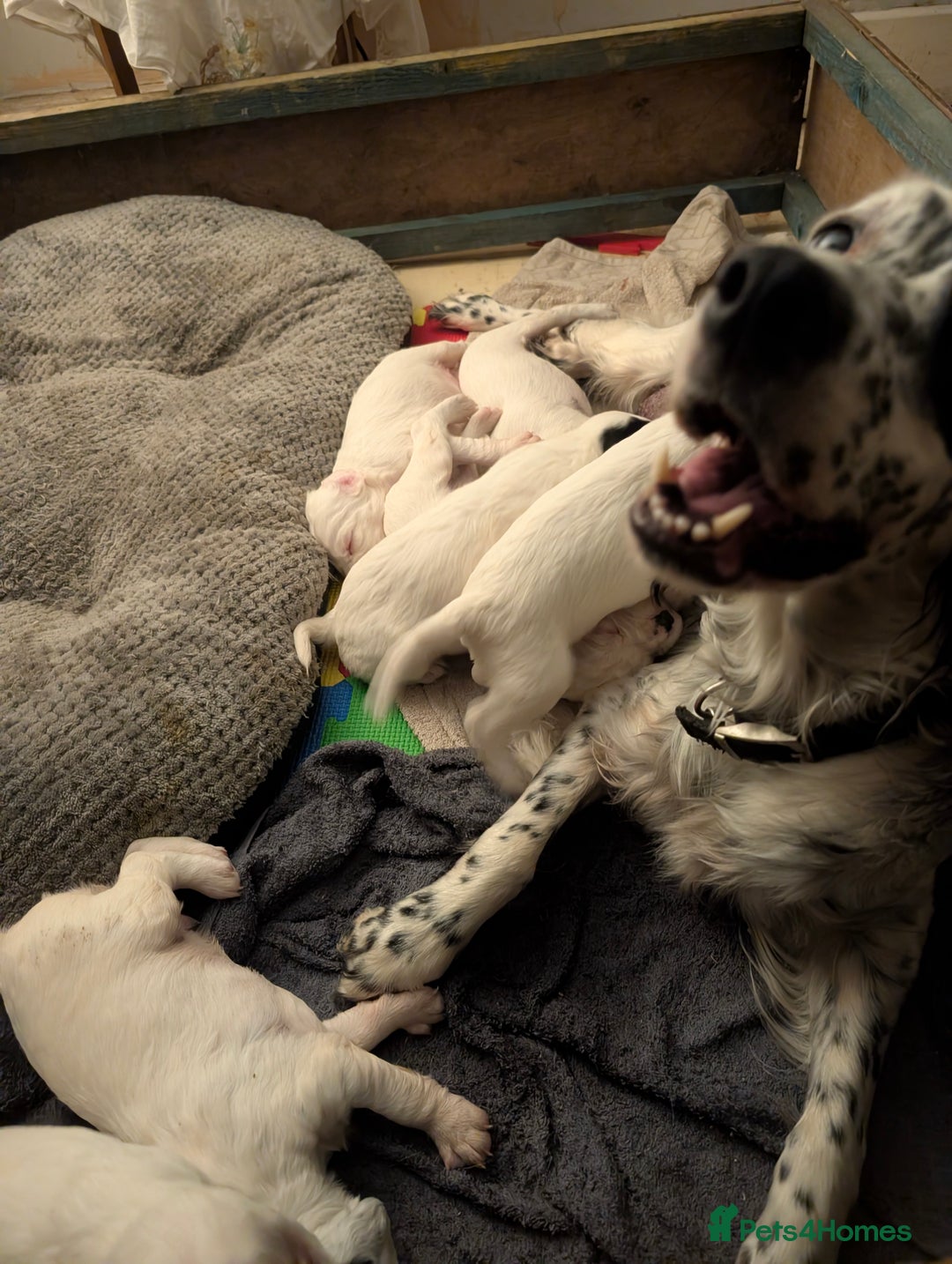 English Setter dogs for sale: English setters - Advert 3