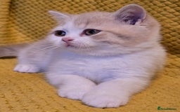 British Shorthair cats for sale: Pedigree, British Shorthair, TICA reg kittens - Image 32