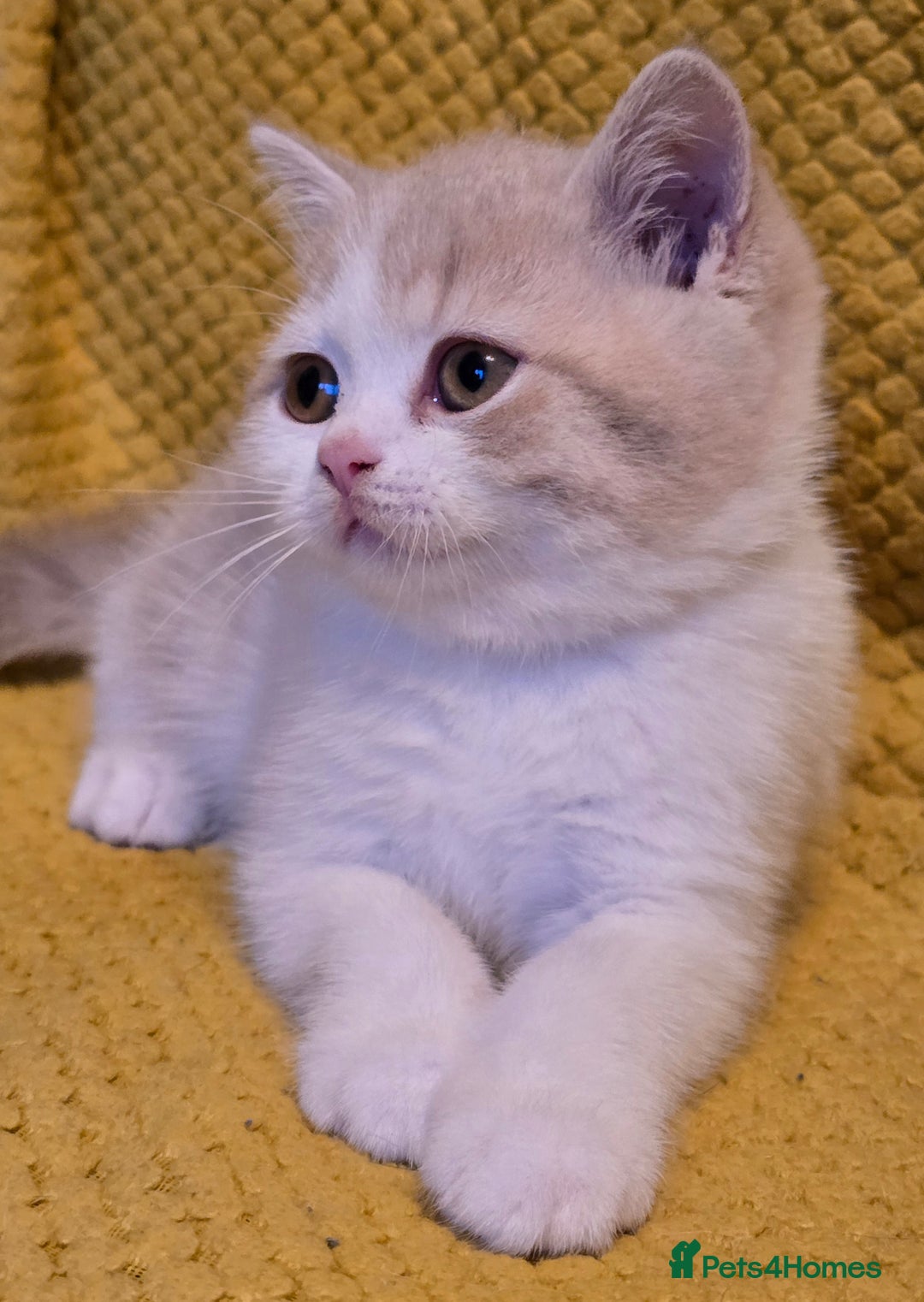 British Shorthair cats for sale: Pedigree, British Shorthair, TICA reg kittens - Image 32