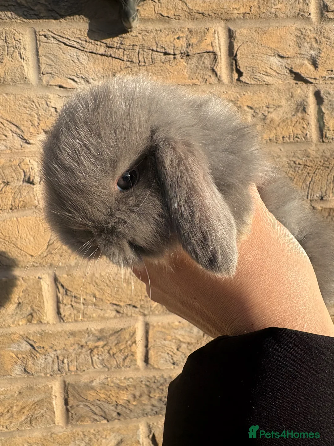 Mini Lop rabbits for sale: Mini lop  in Hull - Advert 2
