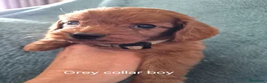 Cockapoo 3