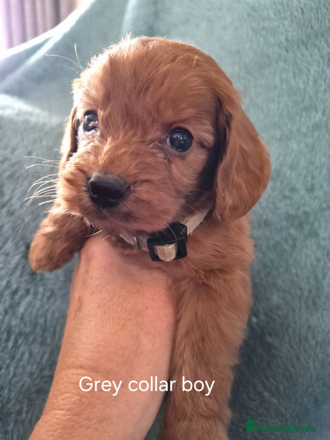 Cockapoo dogs for sale: Cockapoo puppies - Advert 19