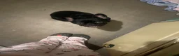 French Bulldog dogs for sale: Rehoming my beautiful French bulldog - Advert 1