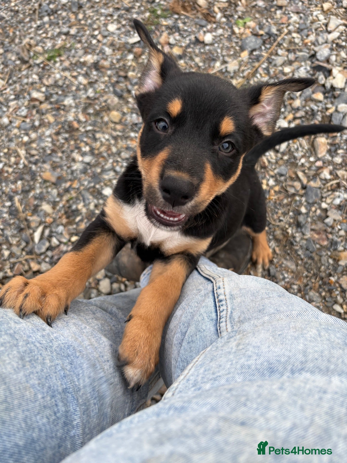 Australian Kelpie dogs Kelpie cross Collies - Advert 1