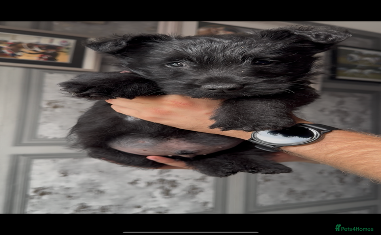Scottish Terrier dogs - Advert 1