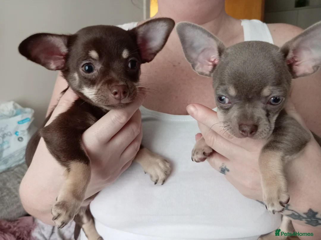 Chihuahua dogs for sale: Stunning Chihuahua puppies Blue lilac Chocolate  - Advert 2