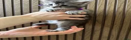 Maine Coon cats for sale: 6 Beautiful GCCF Registered Maine Coon Kittens - Advert 12