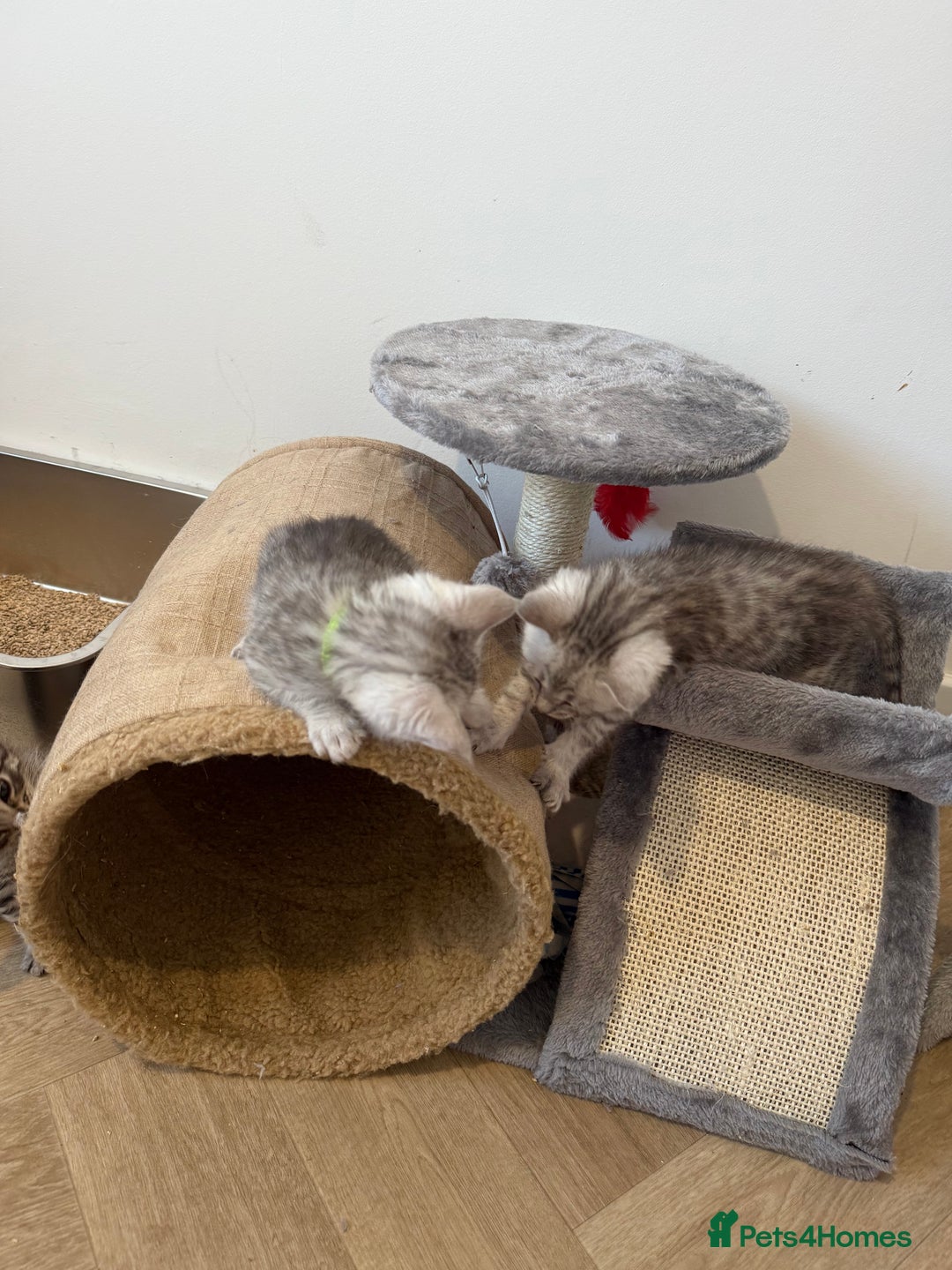 Maine Coon cats for sale: Maine Coon x Savannah Kittens - Advert 22