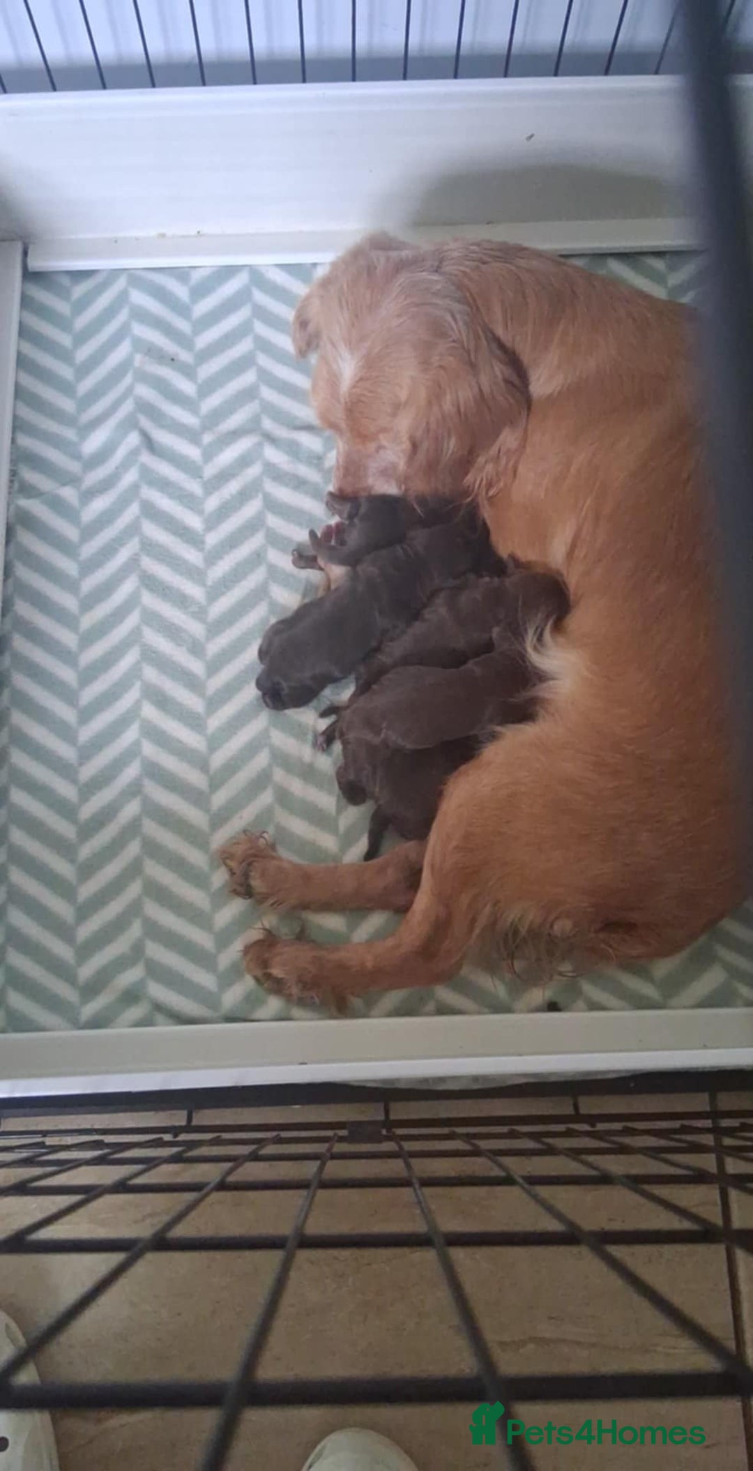 Cocker Spaniel dogs for sale: Kc Cocker spaniel puppys - Image 10