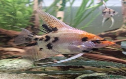 Angelfish fish for sale: Koi Angelfish - Image 5
