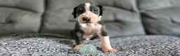 Great Dane dogs for sale: Championship Great Dane Pups  - Advert 17