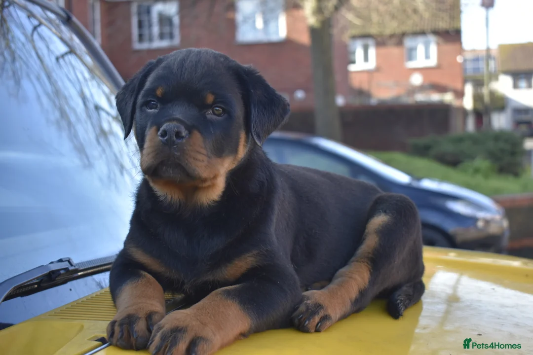 Rottweiler dogs for sale: Champion Line Rottweiler Pups for loving homes - Advert 19