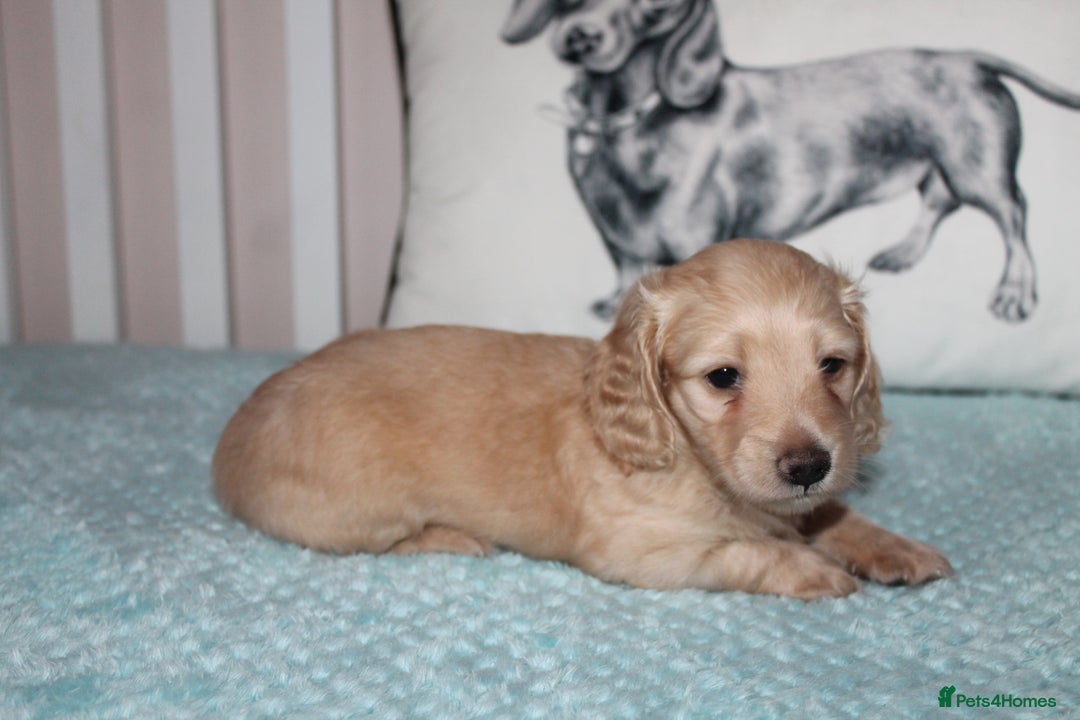 Dachshund dogs for sale: BEAUTIFUL KC REG MINI LONGHAIRED PUPPIES - Image 2