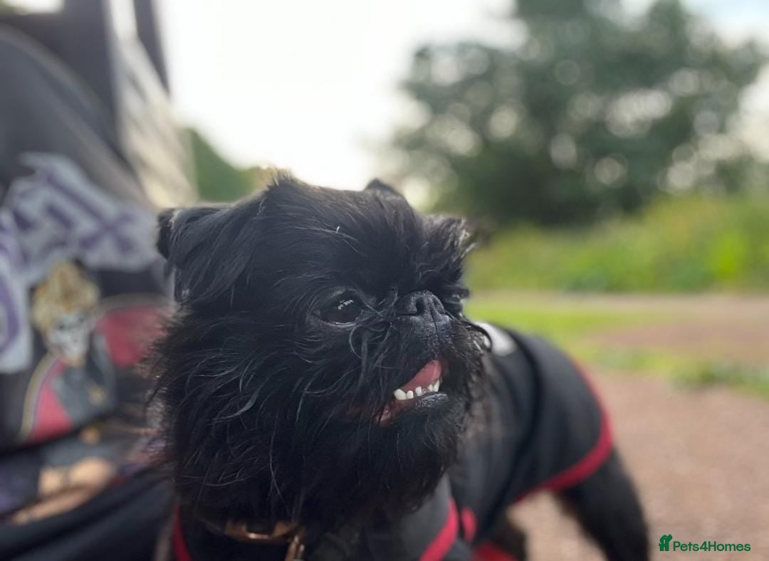 Griffon Bruxellois dogs for sale: Stunning Smooth Pedigree Griffons - Advert 4