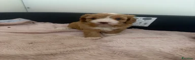 Cavapoo 3