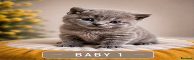 British Shorthair 1