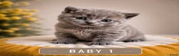 British Shorthair cats for sale: 6 gorgeous bsh girls for sale 💗 - Advert 11