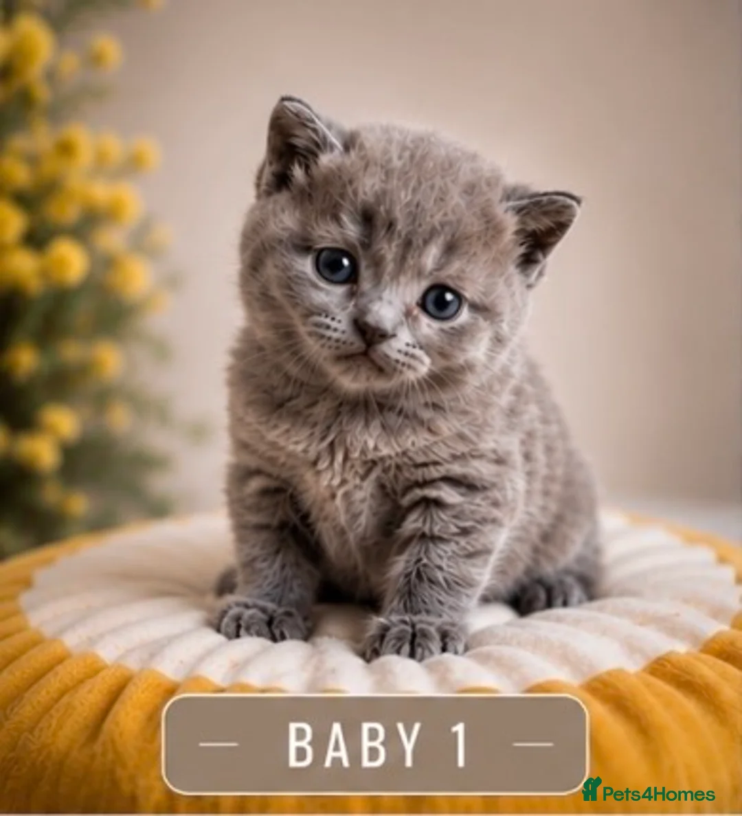 British Shorthair cats for sale: 6 gorgeous bsh girls for sale 💗 - Advert 11