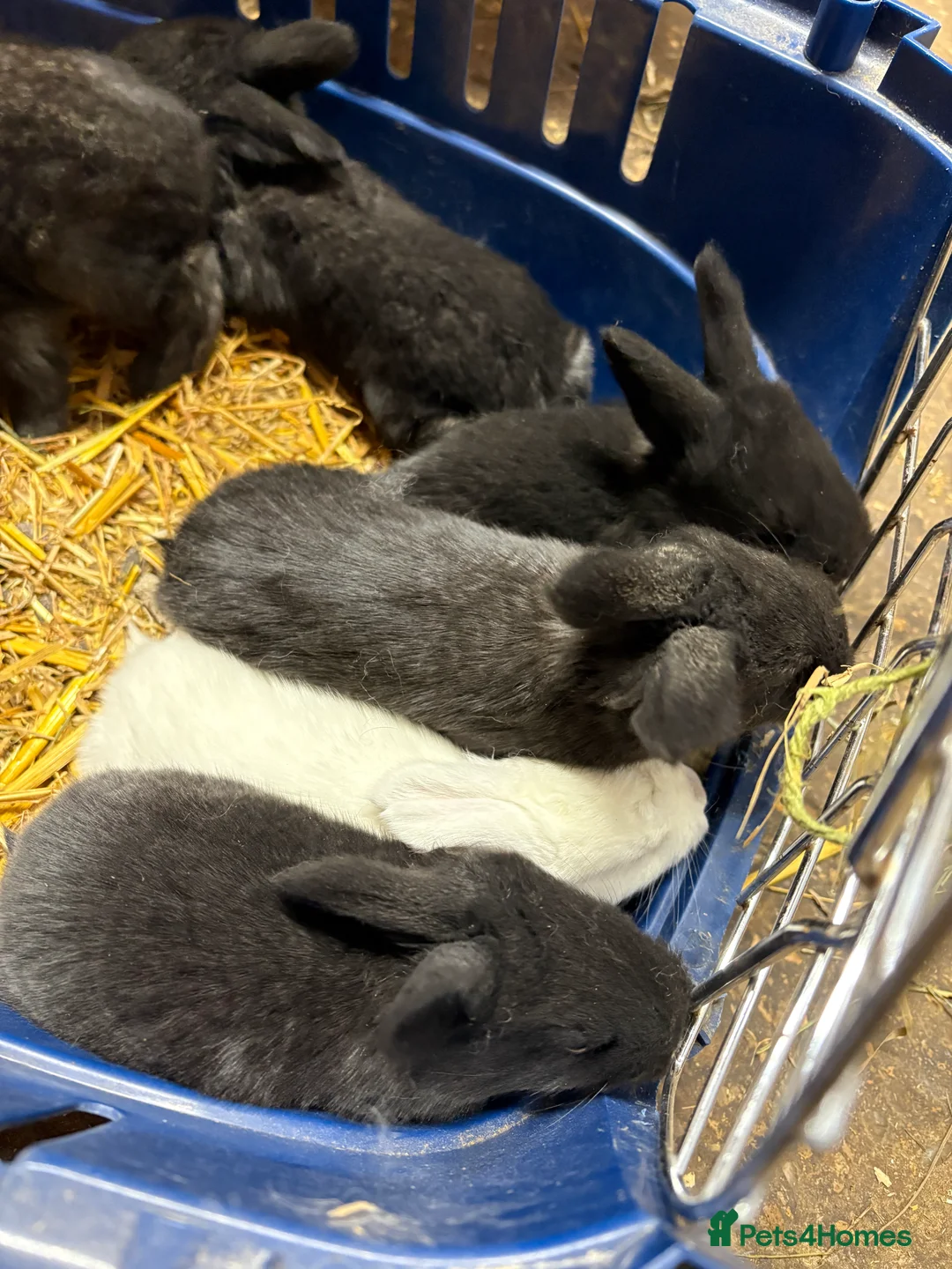 Continental Giant rabbits for sale: Continental giant rabbits  - Advert 3