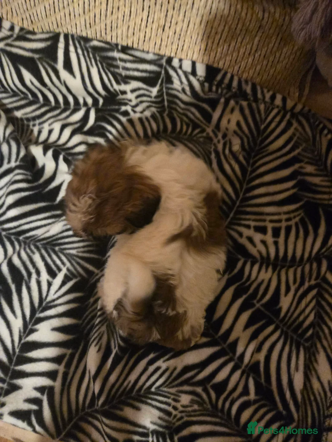 Mixed Breed dogs for sale: Cavachon x jug pups for sale ready now  - Advert 10