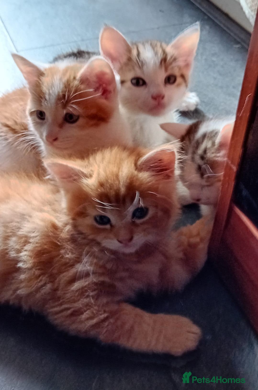 Mixed Breed cats Beautiful playful kittens for sale - Advert 2
