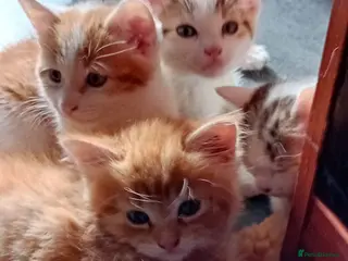 Mixed Breed cats Beautiful playful kittens for sale - Advert 2